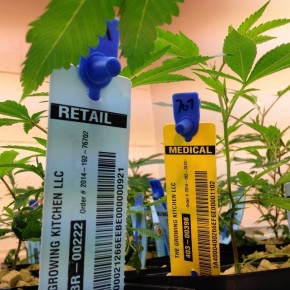 In Colorado, Legal Pot Fails to Meet Predictions of Supporters, Critics In Colorado, Legal Pot Fails to Meet Predictions of Supporters, Critics