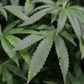 Big Tobacco's Future: Big Pot Big Tobacco's Future: Big Pot