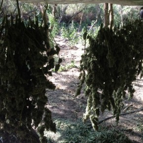 California Legalization atop Cannabis Conference Agenda California Legalization atop Cannabis Conference Agenda