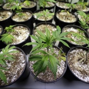 New poll shows more Coloradans opposed to legal marijuana New poll shows more Coloradans opposed to legal marijuana