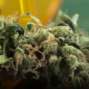 Legalized Pot: No, It’s Not Inevitable Legalized Pot: No, It’s Not Inevitable