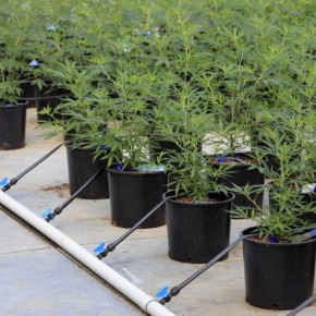 What Today's Supreme Court Decision Means for the Future of Legal Weed What Today's Supreme Court Decision Means for the Future of Legal Weed